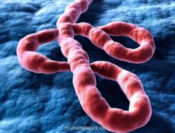 WHO Tetapkan Wabah Ebola Strain Bundibugyo di Kongo dan Uganda sebagai Darurat Kesehatan Global