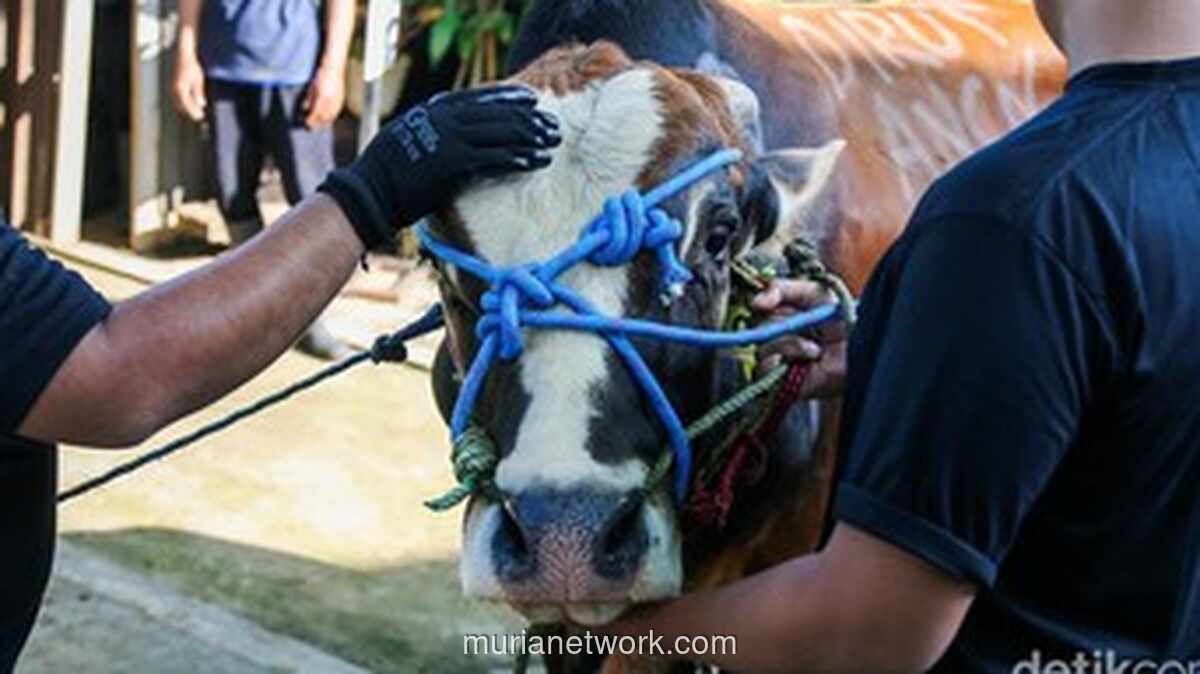 Ini Bacaan Doa Menyembelih Hewan Kurban Lengkap dari Takbir hingga Permohonan Diterima Allah