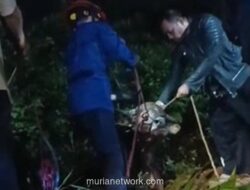 Sapi Kurban di Bogor Kabur dari Musala, Terjebak di Gorong-gorong