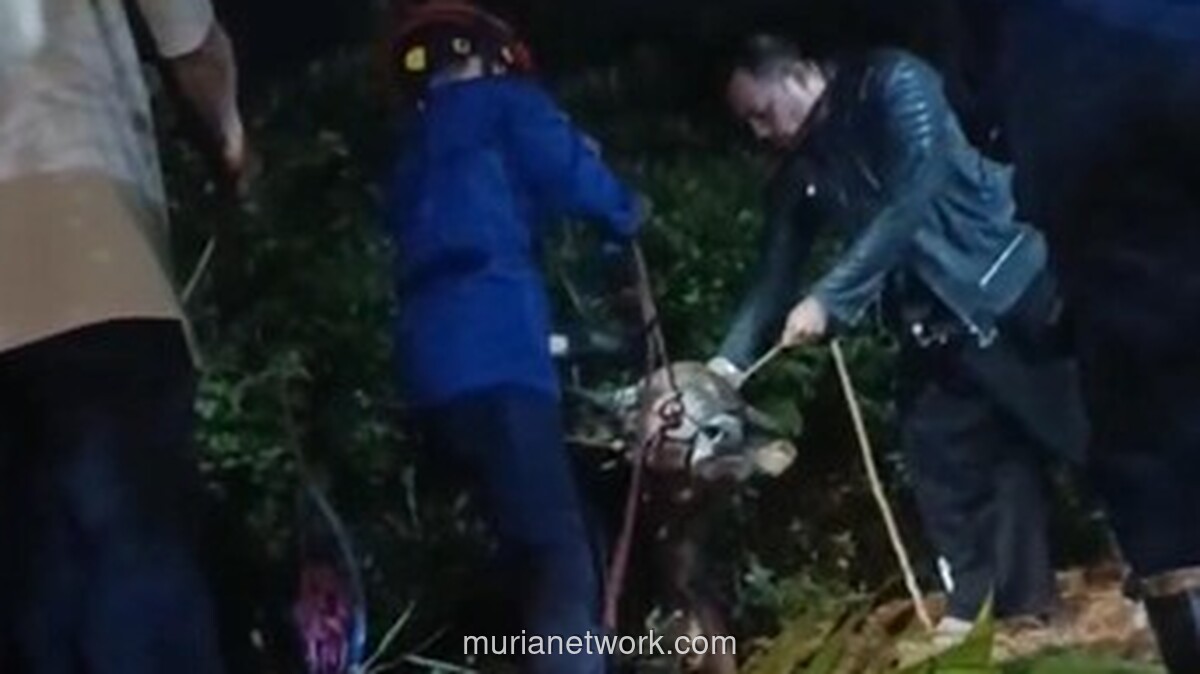 Sapi Kurban di Bogor Kabur dari Musala, Terjebak di Gorong-gorong
