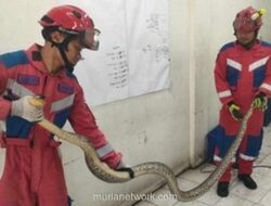 Ular Sanca Batik 4 Meter Dievakuasi dari Rumah Warga Kalideres