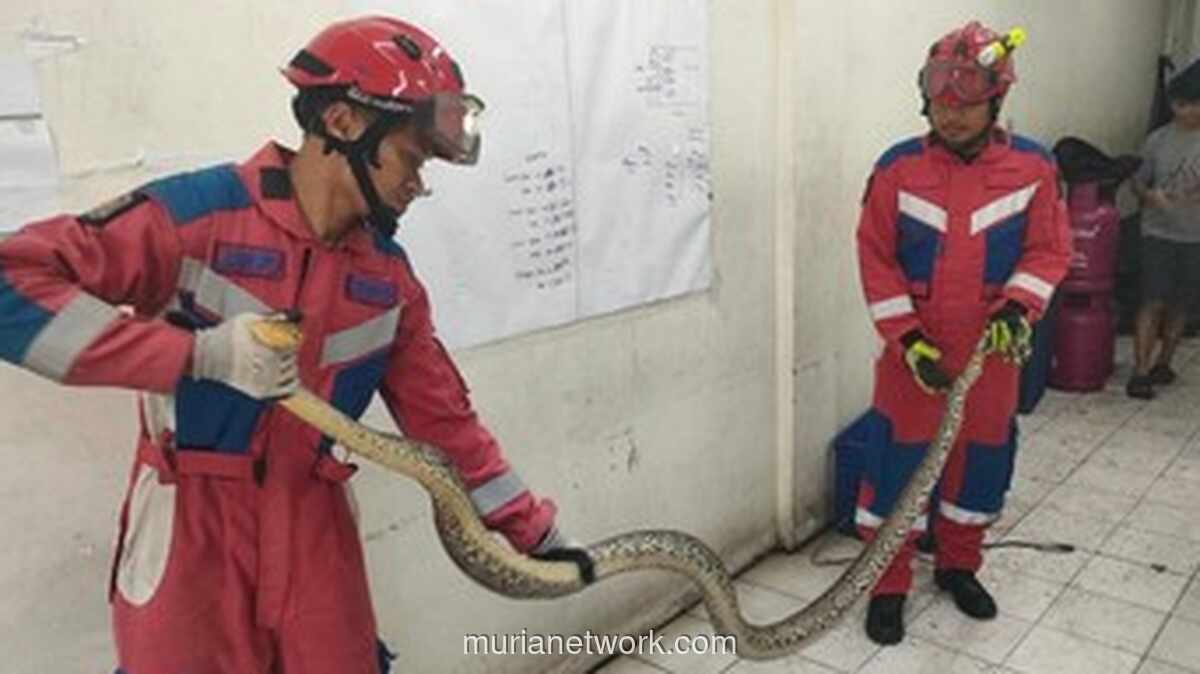 Ular Sanca Batik 4 Meter Dievakuasi dari Rumah Warga Kalideres
