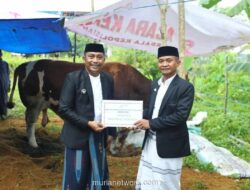 Presiden Prabowo Hibahkan Sapi Kurban 1,5 Ton untuk Warga Bone