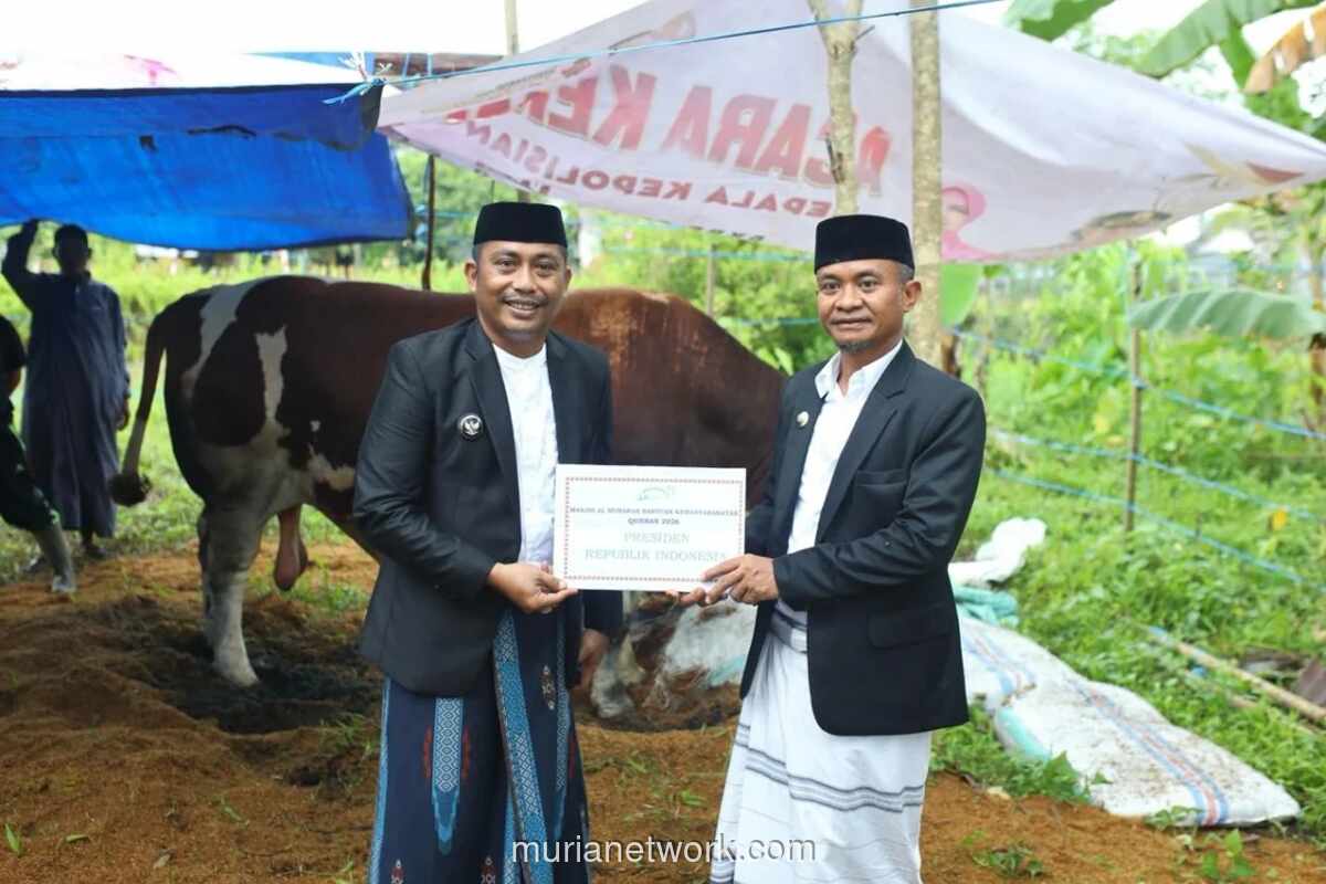 Presiden Prabowo Hibahkan Sapi Kurban 1,5 Ton untuk Warga Bone