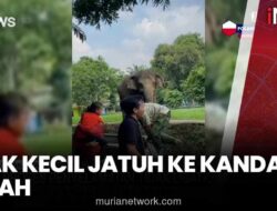 Anak Terpeleset Jatuh ke Parit Kandang Gajah di Ragunan, Petugas Evakuasi Tanpa Cedera