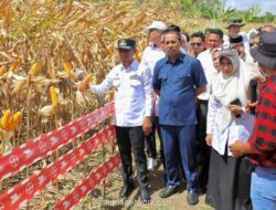 Bulog Kirim 2.000 Ton Jagung dari Bone ke Tulungagung untuk Jaga Stabilitas Pangan Nasional