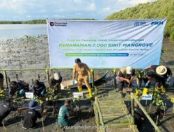 BRI Insurance dan PNM Tanam 7.000 Bibit Mangrove di Pesisir Makassar