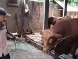 Bupati Tanggamus Serahkan Sapi Kurban Satu Ton dari Presiden Prabowo untuk Warga Gunung Alip