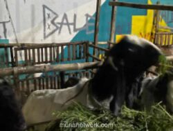 Dinas KPKP DKI Jakarta Rilis 10 Indikator Fisik Hewan Kurban Sehat Jelang Idul Adha