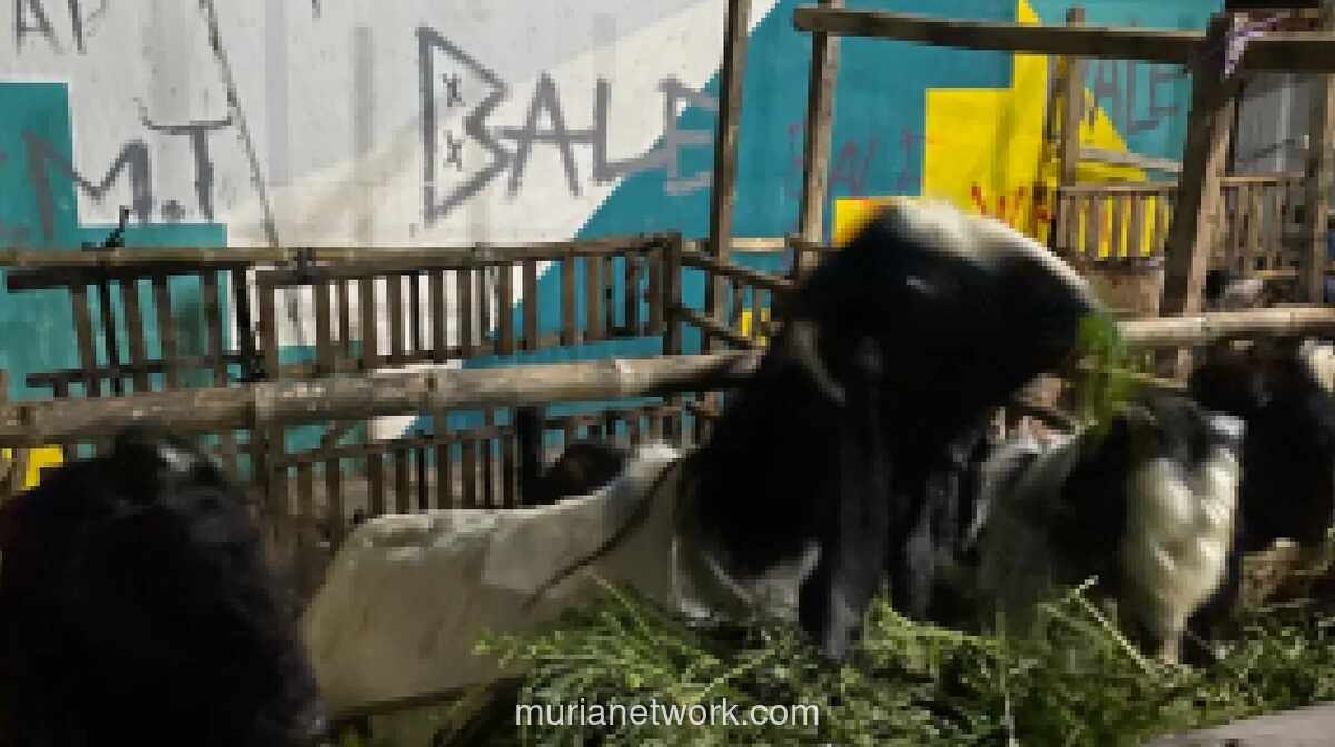 Dinas KPKP DKI Jakarta Rilis 10 Indikator Fisik Hewan Kurban Sehat Jelang Idul Adha