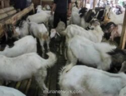 Baznas DKI Jakarta Rilis Harga Hewan Kurban 2026, Domba Mulai Rp2,3 Juta dan Sapi Rp19,9 Juta