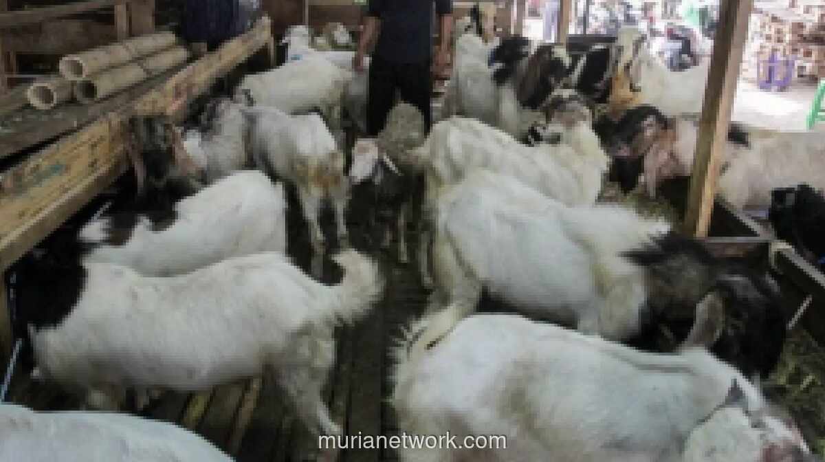 Baznas DKI Jakarta Rilis Harga Hewan Kurban 2026, Domba Mulai Rp2,3 Juta dan Sapi Rp19,9 Juta