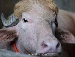 Kerbau Albino Mirip Donald Trump di Bangladesh Viral, Batal Dijadikan Hewan Kurban Idul Adha