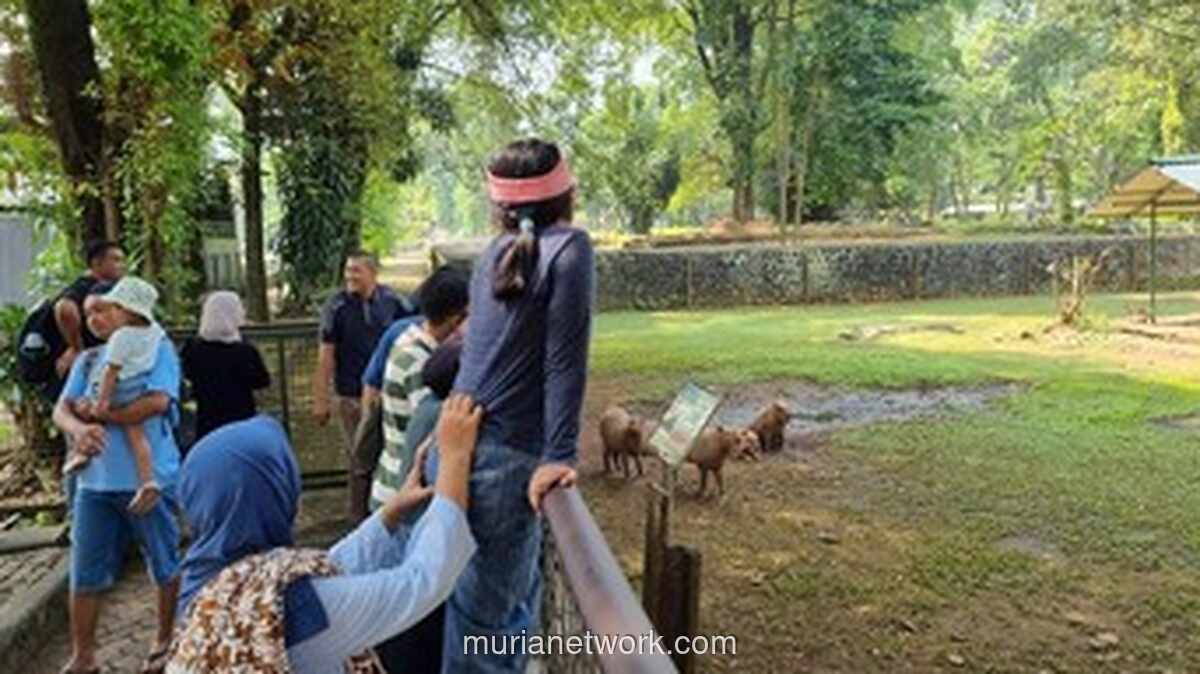 Libur Panjang, Ragunan Dipadati Pengunjung yang Antusias Lihat Kapibara Viral