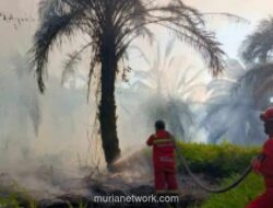 Kebakaran Hutan dan Lahan di Riau Meluas, Petugas Terkendala Cuaca Panas dan Minim Air