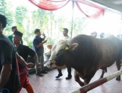 Presiden dan Wapres Kurban Sapi Raksasa di Istiqlal, 10.728 Bungkus Daging Dibagikan