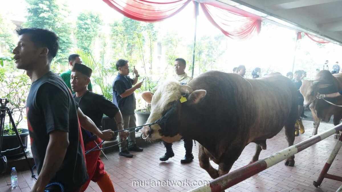 Presiden dan Wapres Kurban Sapi Raksasa di Istiqlal, 10.728 Bungkus Daging Dibagikan