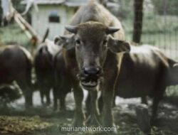 Teknik Tepat Mengolah Daging Kerbau: Alternatif Kurban yang Lezat, Sehat, dan Ekonomis