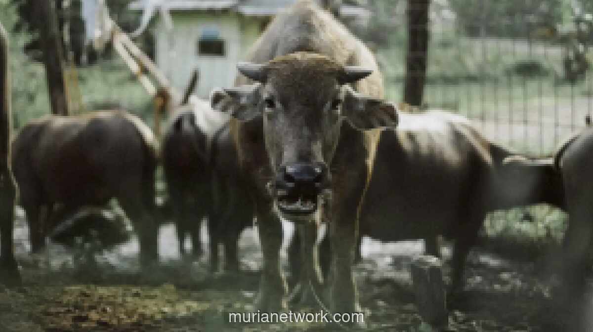 Teknik Tepat Mengolah Daging Kerbau: Alternatif Kurban yang Lezat, Sehat, dan Ekonomis