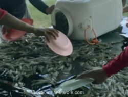 Presiden Prabowo Dorong Pengembangan Tambak Udang dan Ikan untuk Perkuat Swasembada Protein Nasional