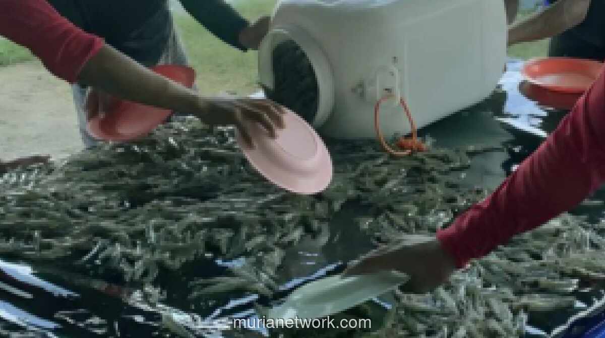 Presiden Prabowo Dorong Pengembangan Tambak Udang dan Ikan untuk Perkuat Swasembada Protein Nasional