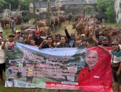 PDIP Jatim Bagikan 485 Ekor Sapi Kurban untuk Warga Miskin dan Panti Asuhan