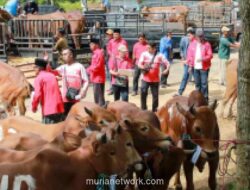 PDIP Jatim Bagikan 485 Sapi Kurban, Soroti 64,4% Pekerja Informal dan Rendahnya Konsumsi Daging