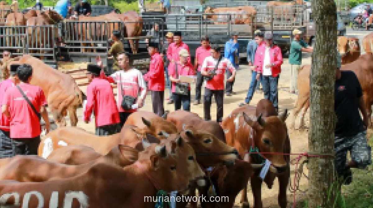 PDIP Jatim Bagikan 485 Sapi Kurban, Soroti 64,4% Pekerja Informal dan Rendahnya Konsumsi Daging