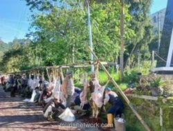 Idul Adha 2026 di Banjarnegara: 339 Kambing Dominasi Kurban, Geser Tren Sapi