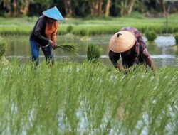 CIPS: Rantai Distribusi Pangan Tak Efisien, Petani Kecil Hanya Raup Kurang dari Rp75.000 Per Hari