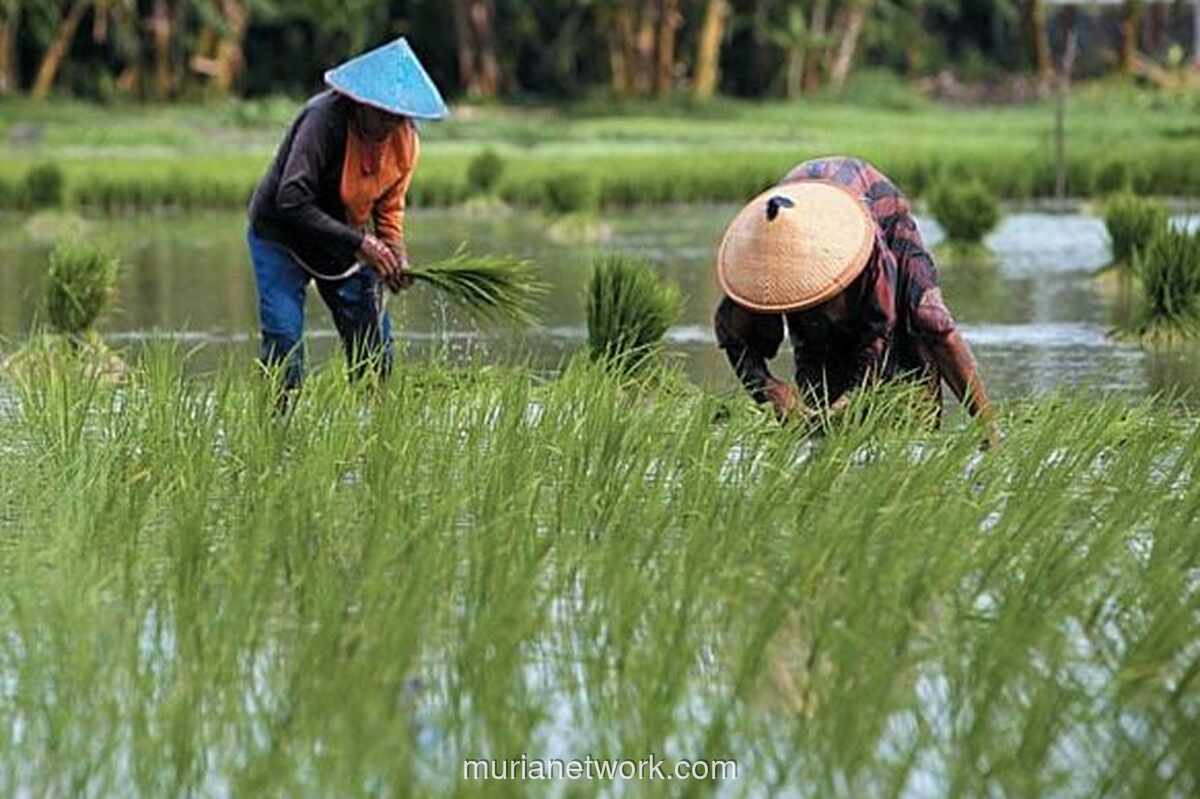 CIPS: Rantai Distribusi Pangan Tak Efisien, Petani Kecil Hanya Raup Kurang dari Rp75.000 Per Hari
