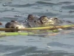 Perempuan 53 Tahun di Muna Selamat dari Terkaman Buaya saat Mandi di Sungai