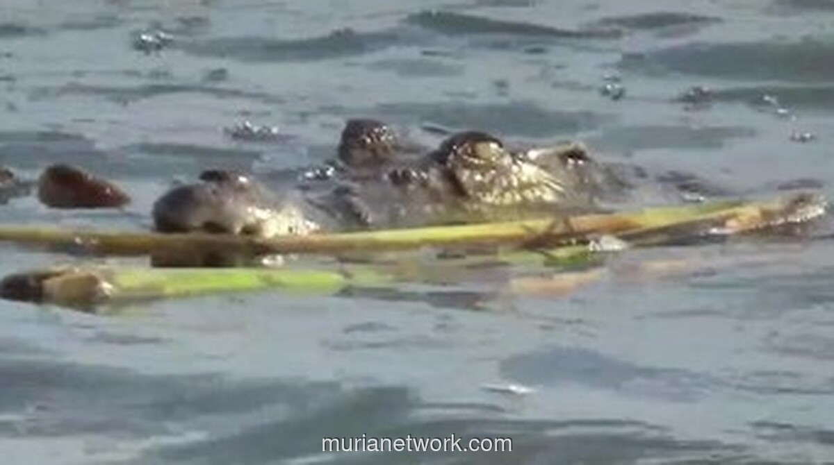 Perempuan 53 Tahun di Muna Selamat dari Terkaman Buaya saat Mandi di Sungai