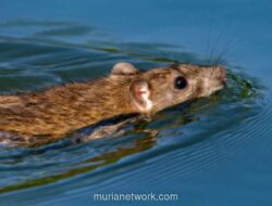 Musim Hujan Tingkatkan Risiko Penularan Hantavirus, Waspadai Gejala yang Mirip DBD