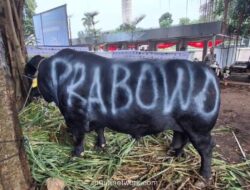 Gerindra: Bantuan Sapi Kurban Presiden dari APBN 2026 Legal dan Sudah Sesuai Aturan