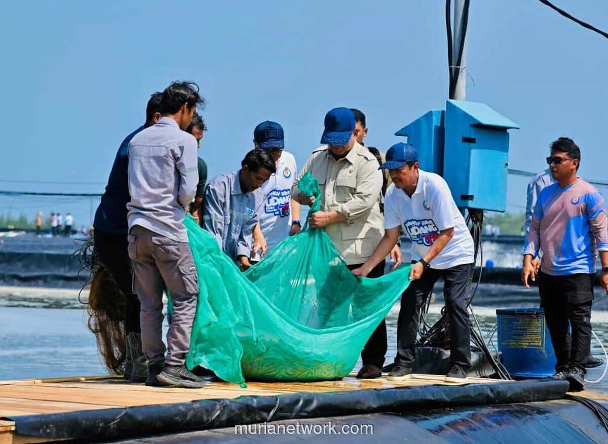 Presiden Prabowo Panen Raya Udang di Kebumen, Sebut Potensi Ekonomi Tambak Modern Sangat Besar