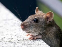WHO: Tiga Penumpang Kapal Pesiar Tewas Akibat Hantavirus, Tingkat Kematian Capai 40 Persen