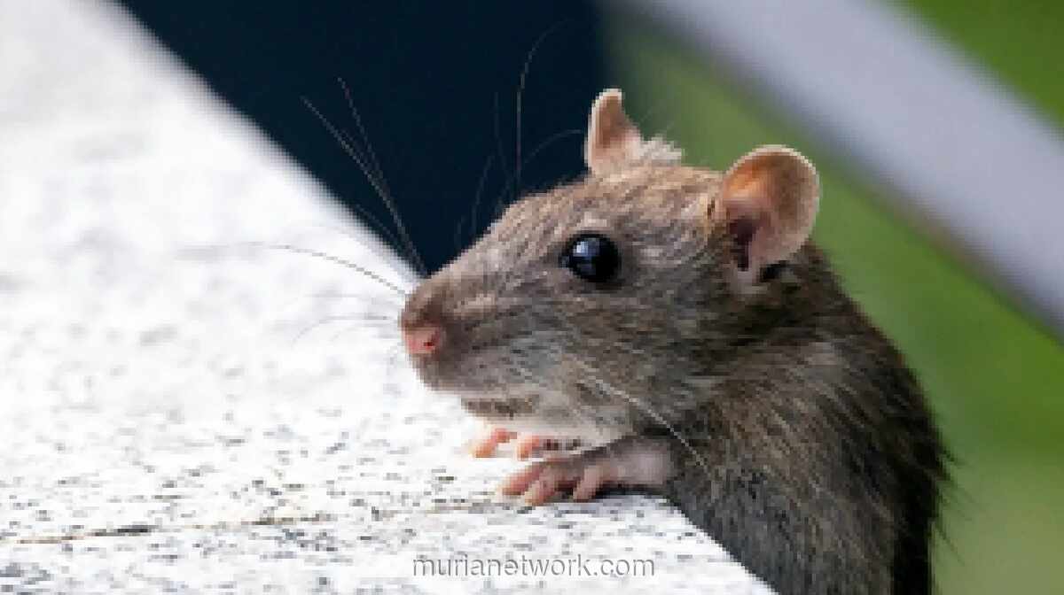 WHO: Tiga Penumpang Kapal Pesiar Tewas Akibat Hantavirus, Tingkat Kematian Capai 40 Persen