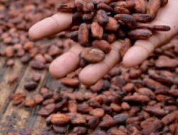 Harga Kakao Melonjak 17 Persen Akibat Penutupan Selat Hormuz dan Gangguan Pasok Global