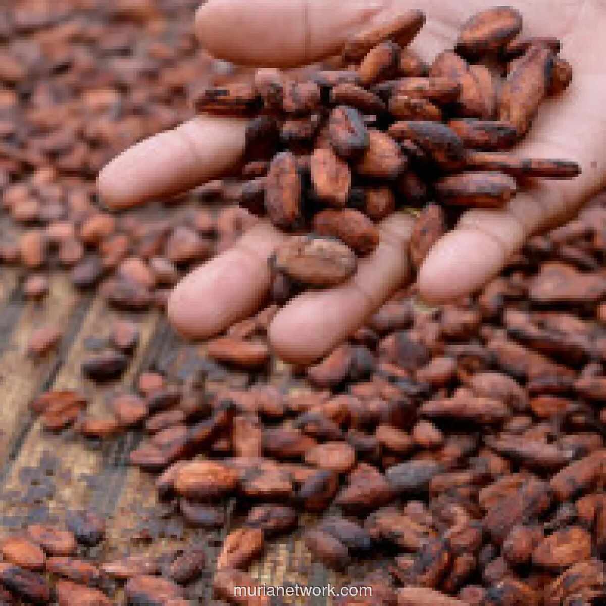 Harga Kakao Melonjak 17 Persen Akibat Penutupan Selat Hormuz dan Gangguan Pasok Global