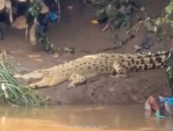 Buaya Putih Muara Muncul di Cisadane, BPBD Imbau Warga Tingkatkan Kewaspadaan
