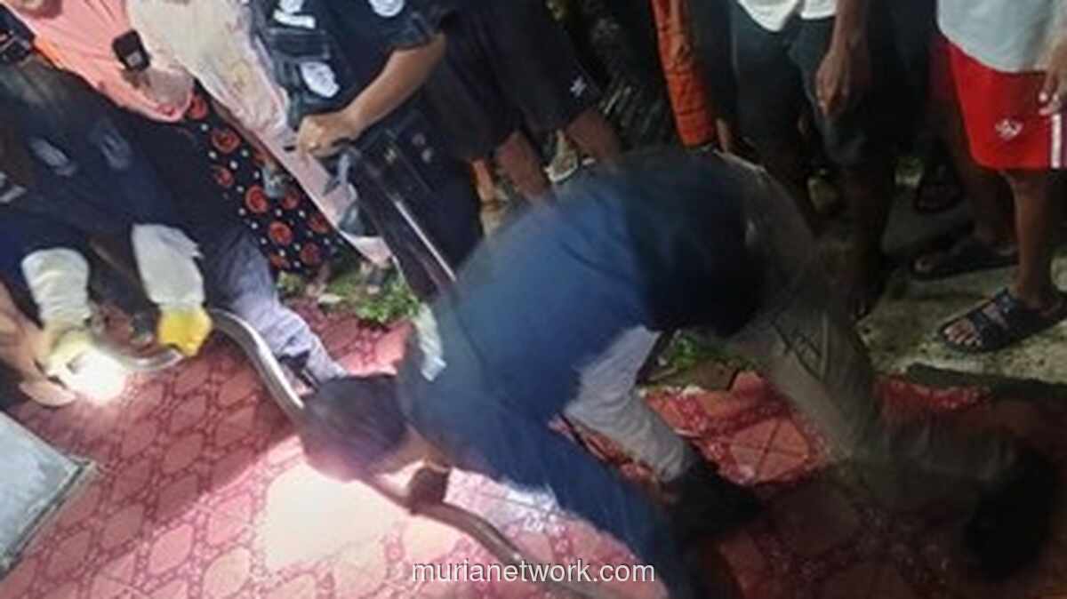 King Kobra Sepanjang 3 Meter Gegerkan Warga Kuningan, Petugas Damkar Kewalahan Evakuasi