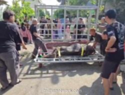 Masjid At Taqwa Bekasi Gunakan Alat Perebah Sapi Rakitan Sendiri untuk Kurban Iduladha