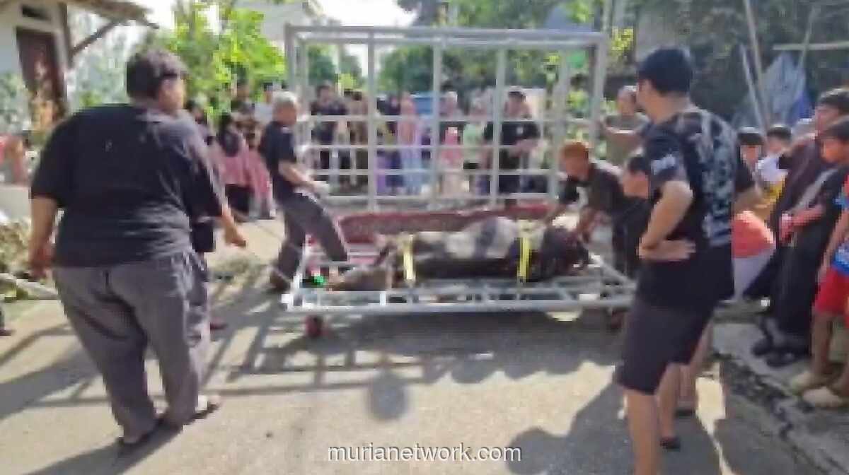 Masjid At Taqwa Bekasi Gunakan Alat Perebah Sapi Rakitan Sendiri untuk Kurban Iduladha