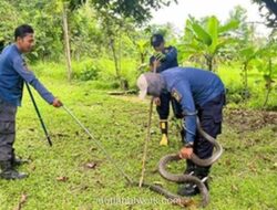 King Kobra Besar Gegerkan Warga Bogor, Dievakuasi Damkar Usai Coba Masuk Rumah