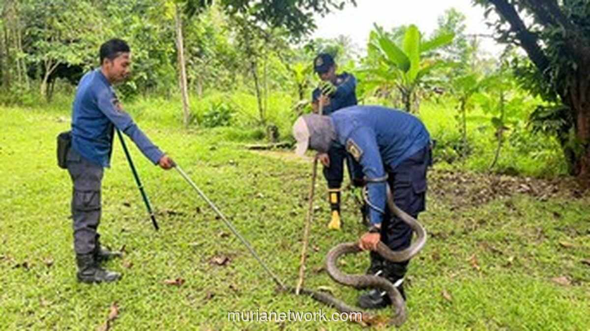 King Kobra Besar Gegerkan Warga Bogor, Dievakuasi Damkar Usai Coba Masuk Rumah