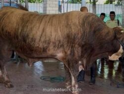 Presiden Prabowo dan Wapres Gibran Kurban Sapi Raksasa di Masjid Istiqlal, Bobot Capai 1,3 Ton
