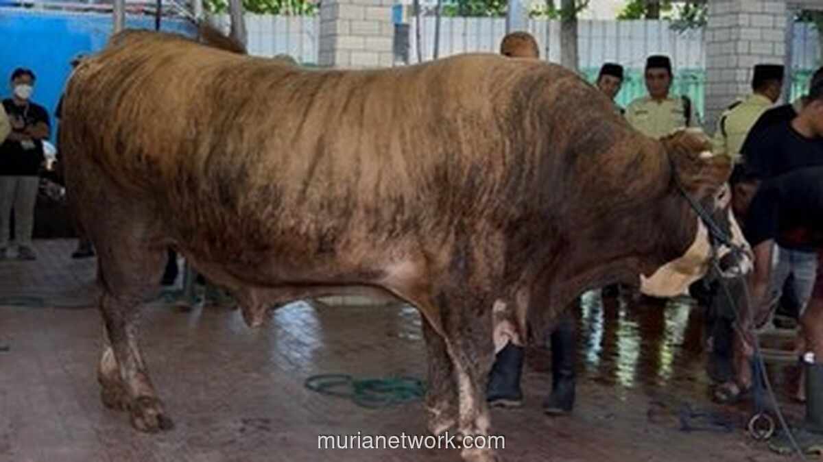 Presiden Prabowo dan Wapres Gibran Kurban Sapi Raksasa di Masjid Istiqlal, Bobot Capai 1,3 Ton