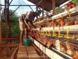 Pemerintah Percepat Penyerapan Telur Ayam Ras Antisipasi Surplus Produksi dan Tekan Harga di Tingkat Peternak