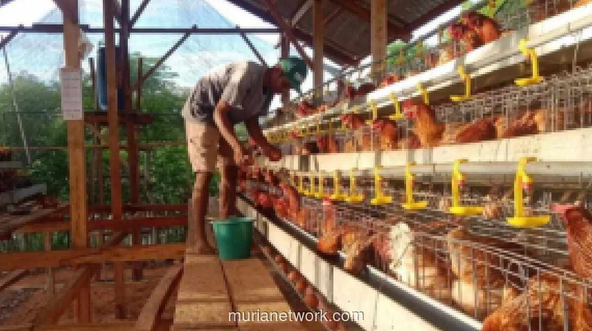 Pemerintah Percepat Penyerapan Telur Ayam Ras Antisipasi Surplus Produksi dan Tekan Harga di Tingkat Peternak